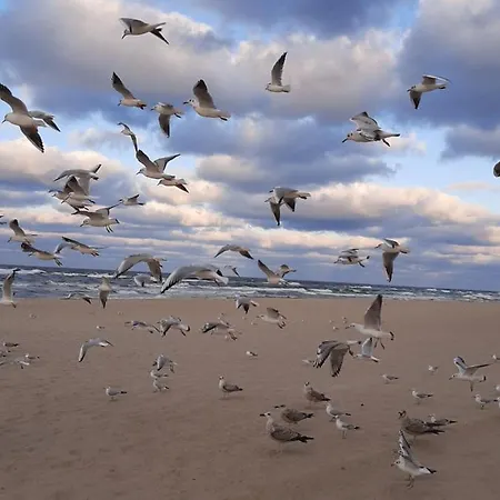 Miodowy Apartman Władysławowo